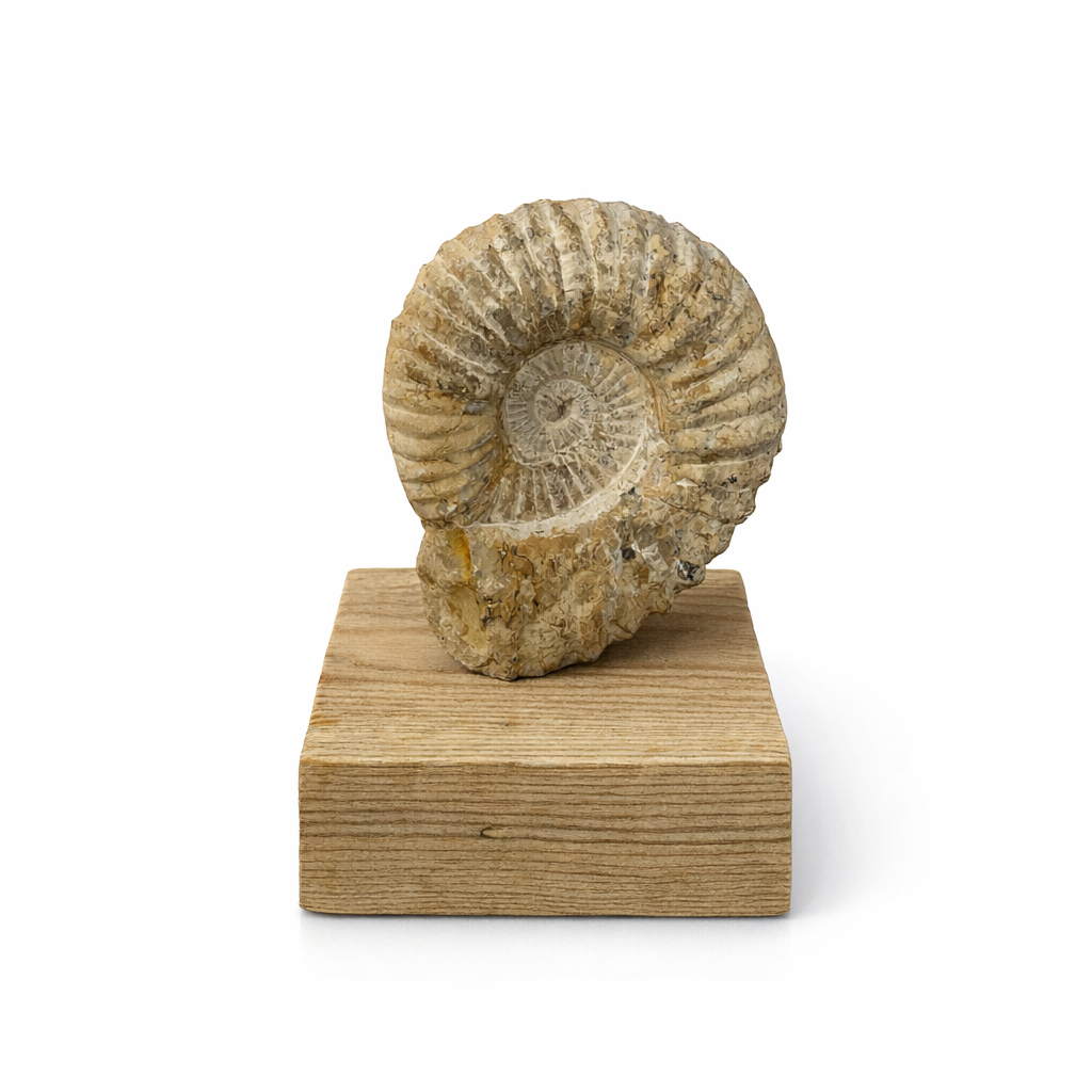 fósil de ammonite fósil de ammonite